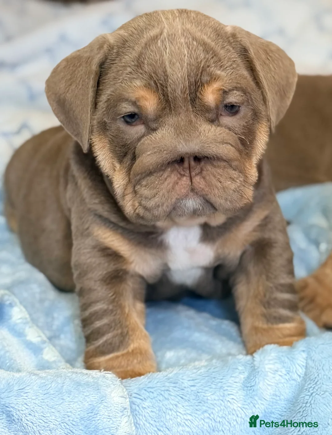 English Bulldog dogs for sale: Stunning kc English bulldog puppies, Ready now!!! - Advert 5