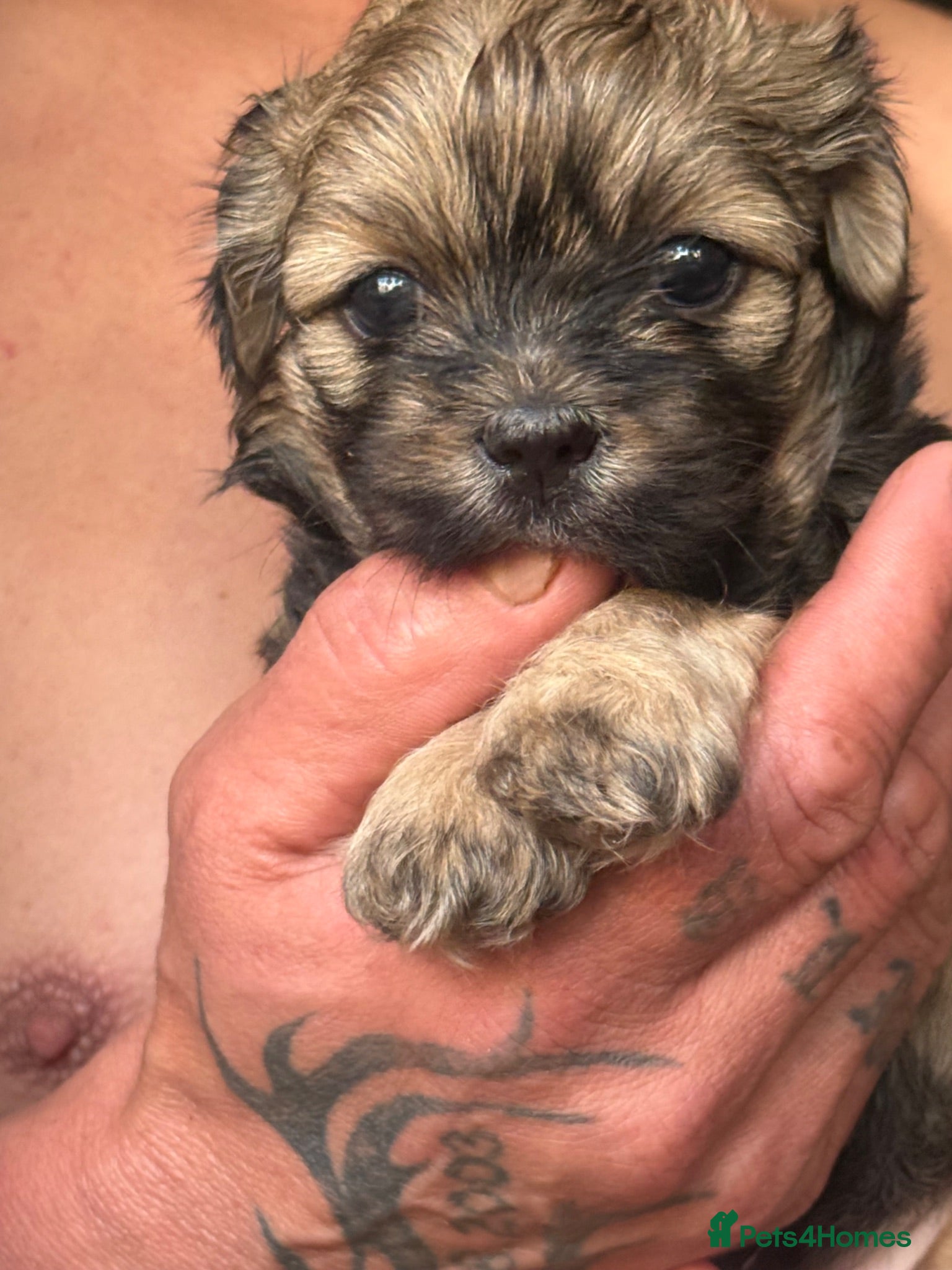 Lhasa Apso dogs Puppies lhasa appso - Advert 2