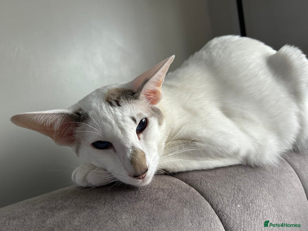Oriental cats for sale: Oriental Male Cat - 3 years old  - Image 9