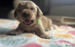 Labradoodle dogs for sale: Miniature Labradoodles  - Image 15