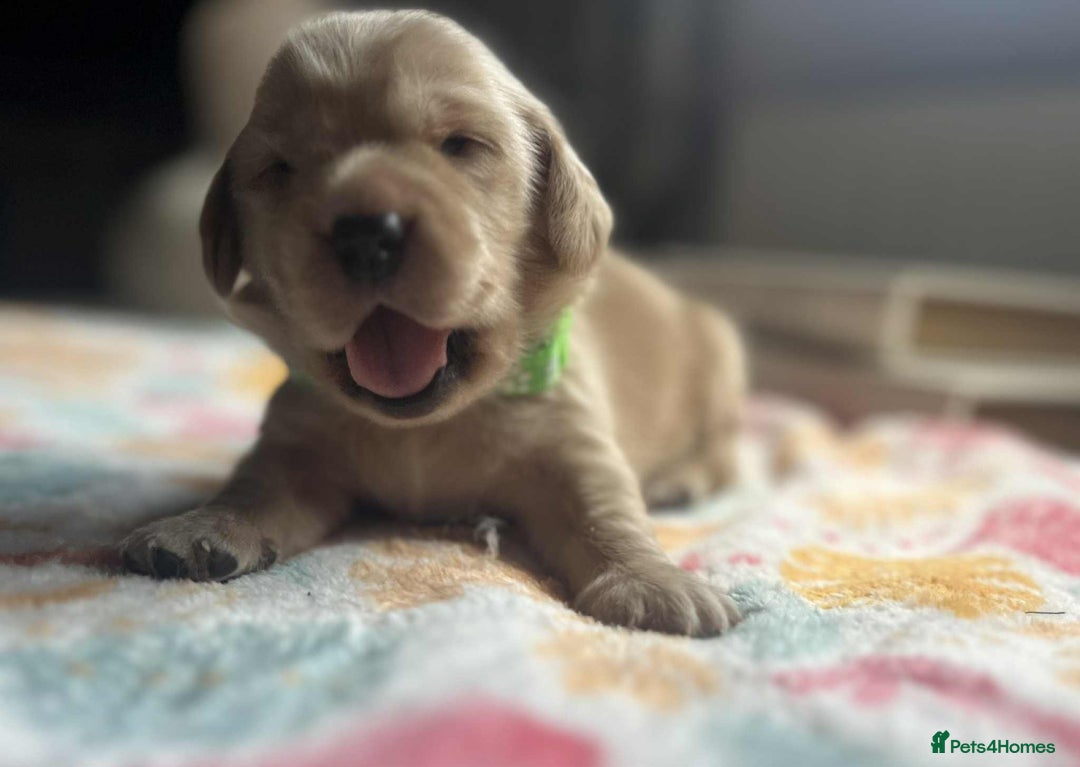 Labradoodle dogs for sale: Miniature Labradoodles  - Image 15