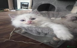 Ragdoll cats for sale: Stunning Ragdoll kittens for sale - Image 13