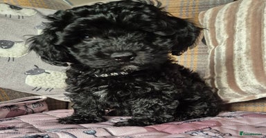 Toy Poodle dogs - Advert 1