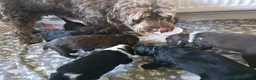 Mixed Breed dogs for sale: Bordoodle X Springer Spaniel puppies  - Advert 26