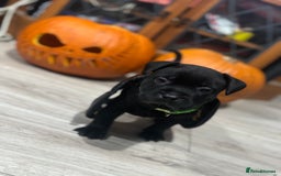 Staffordshire Bull Terrier dogs for sale: Staffys Puppies   25+ Champions ( Show Quality ) - Advert 1