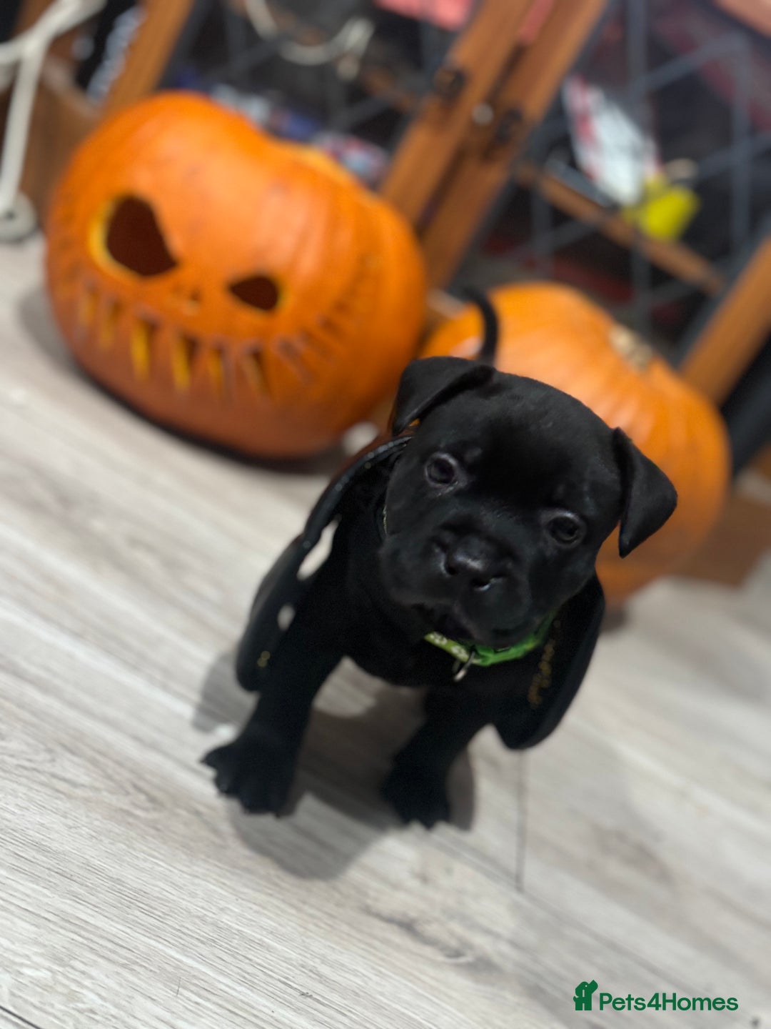 Staffordshire Bull Terrier dogs for sale: Staffys Puppies   25+ Champions ( Show Quality ) - Advert 1