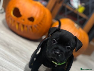 Staffordshire Bull Terrier dogs for sale: Staffys Puppies 25+ Champions ( Show Quality ) - Advert 1