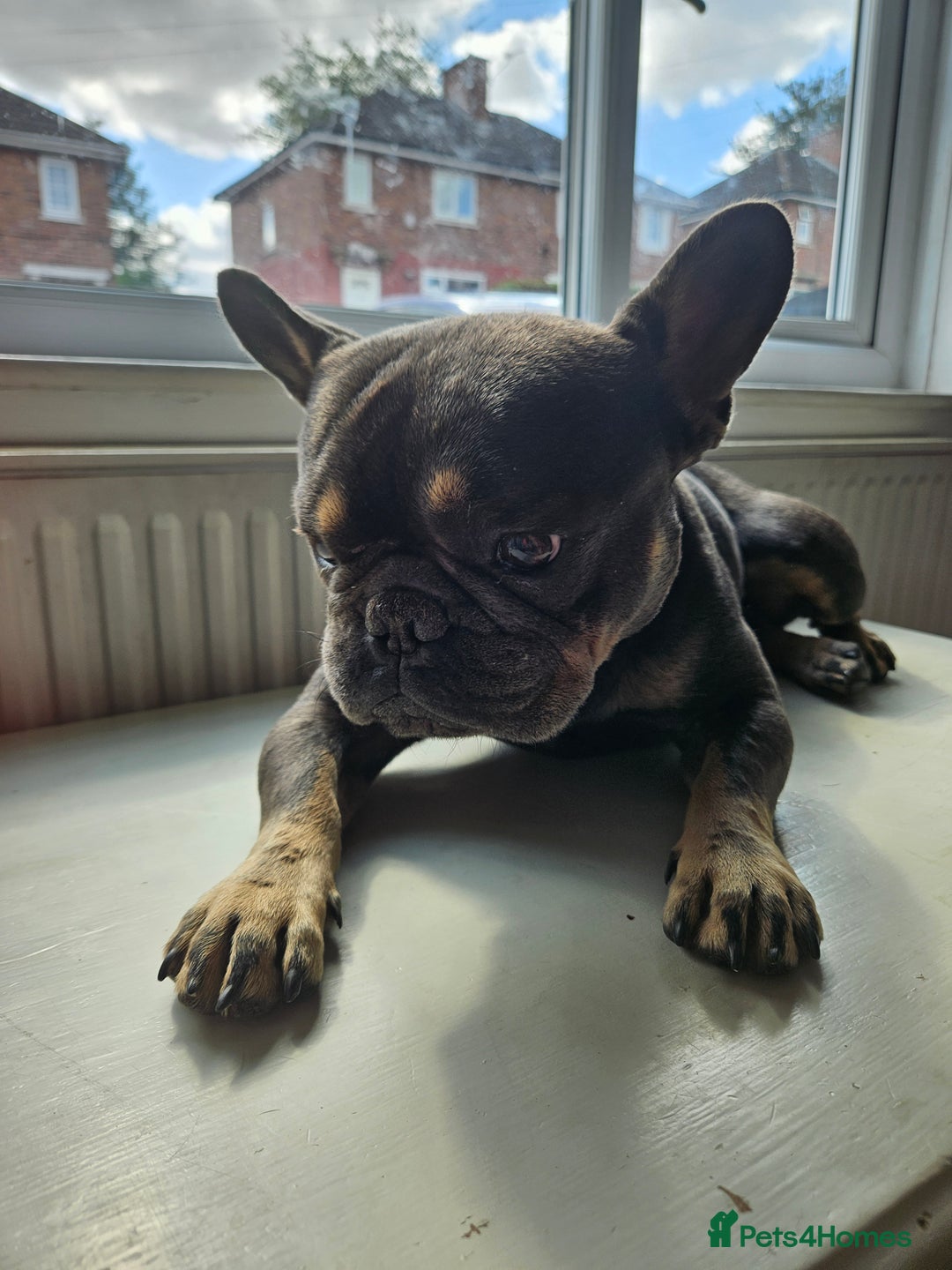 French Bulldog dogs for stud: My beautiful boy available for stud  - Image 2
