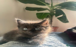 Mixed Breed cats for sale: 8 Adorable Kittens  - Image 28