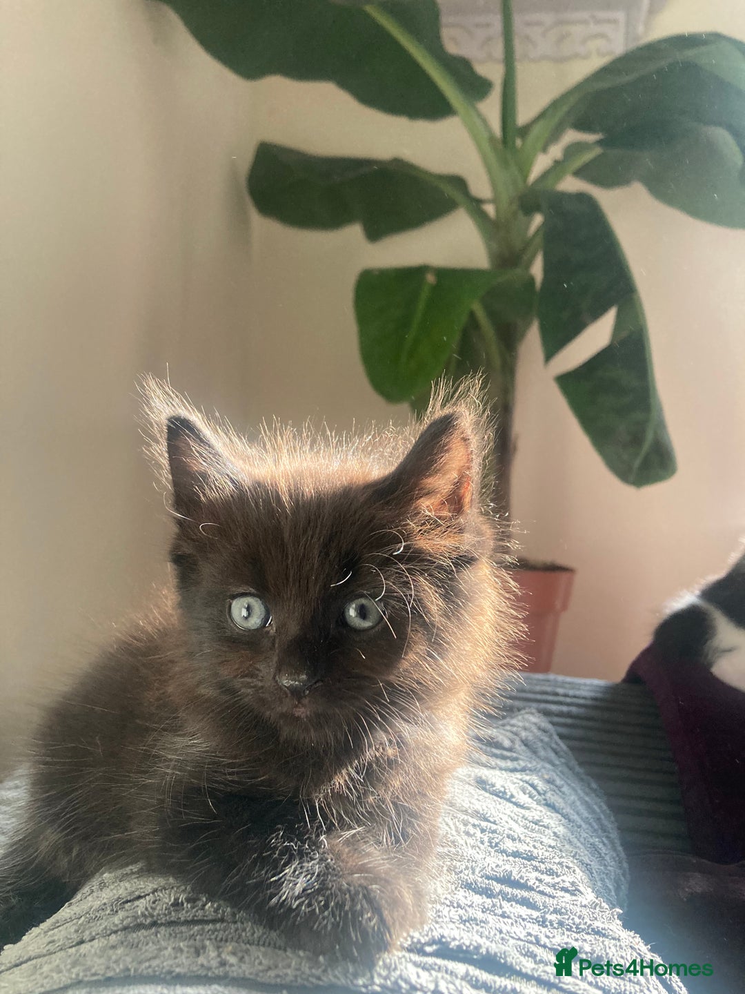 Mixed Breed cats for sale: 8 Adorable Kittens  - Image 28