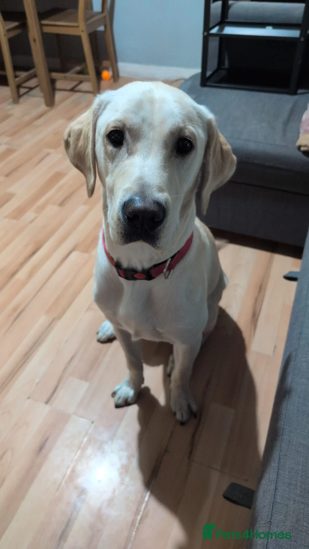 Labrador Retriever dogs for sale: Labrador retrieve in London - Advert 3