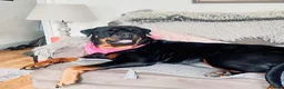 Rottweiler dogs for sale: Stunning boy  - Advert 10