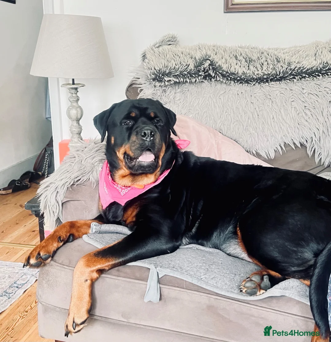 Rottweiler dogs for sale: Stunning boy  - Advert 10