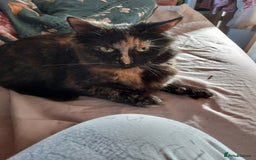 Mixed Breed cats for sale: Beautiful girl needing quiet home as an only pet. - Image 4