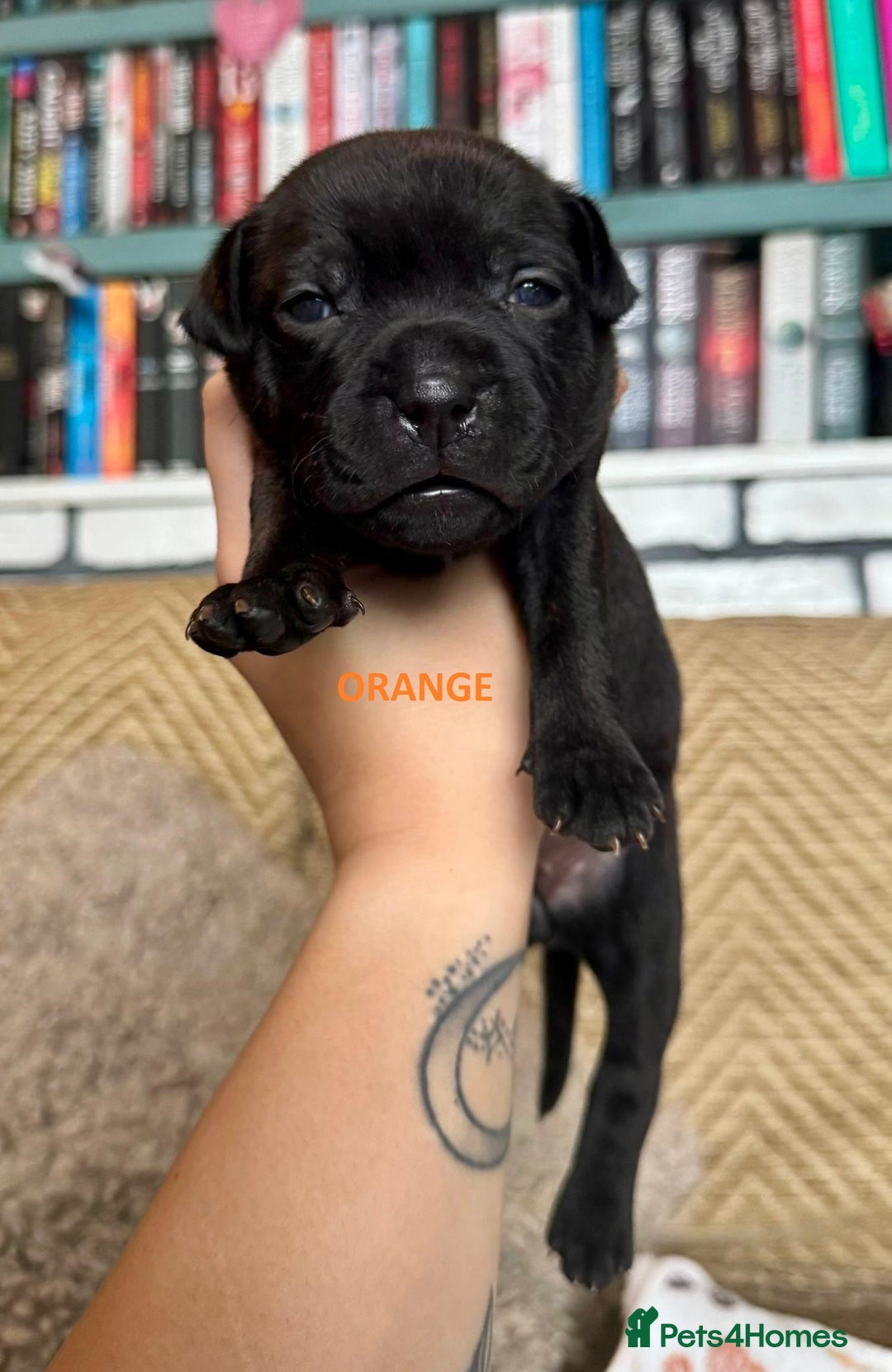 Staffordshire Bull Terrier dogs for sale: Pedigree Staffordshire Bull Terrier Puppies - Image 17