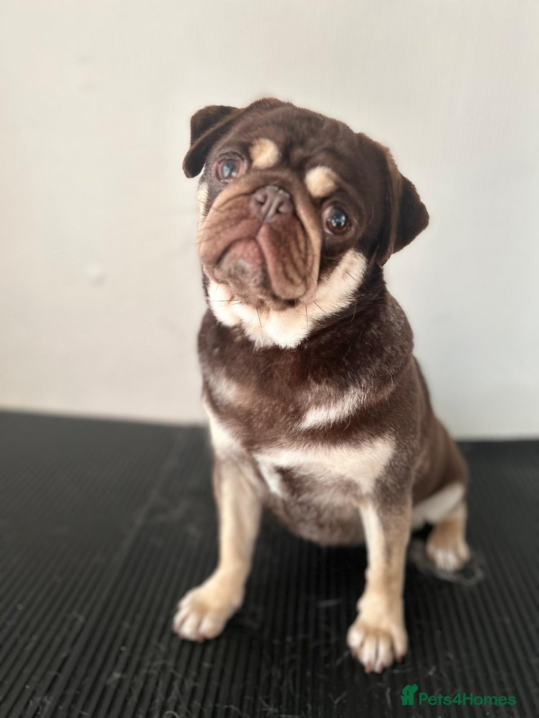 Pug dogs for sale: Kc reg 3 year old chocolate pug  - Advert 9
