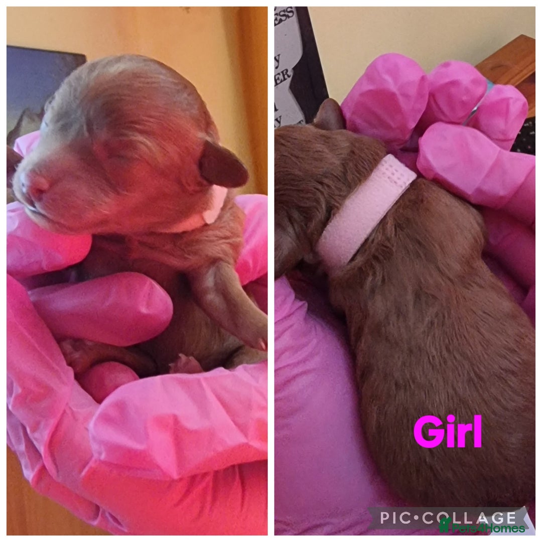 Poochon dogs for sale: Health tested home bred Poochons - Advert 3