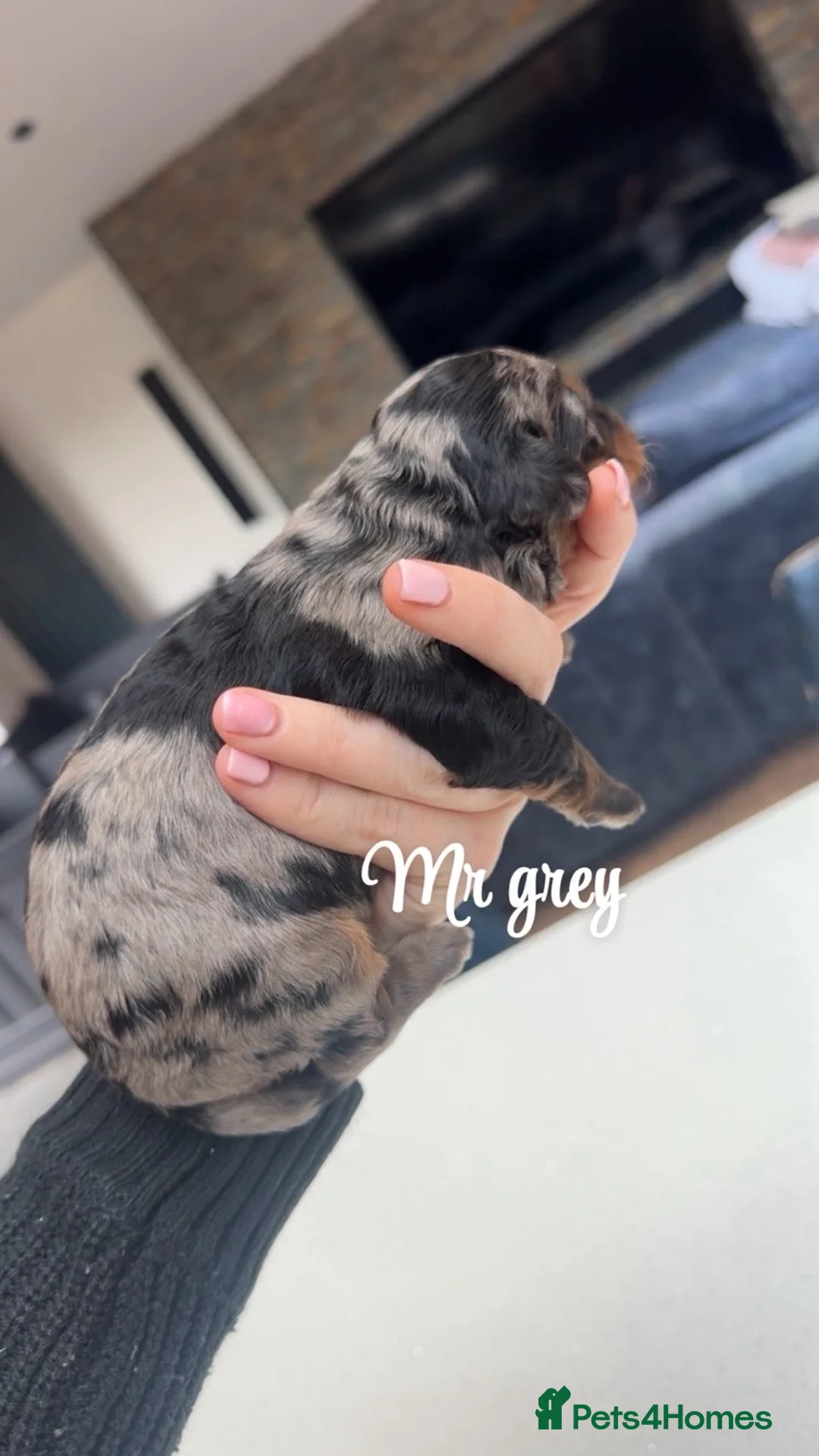 Bernedoodle dogs for sale: Merle, Black & Tan Mini Outstanding Bernedoodles - Advert 4