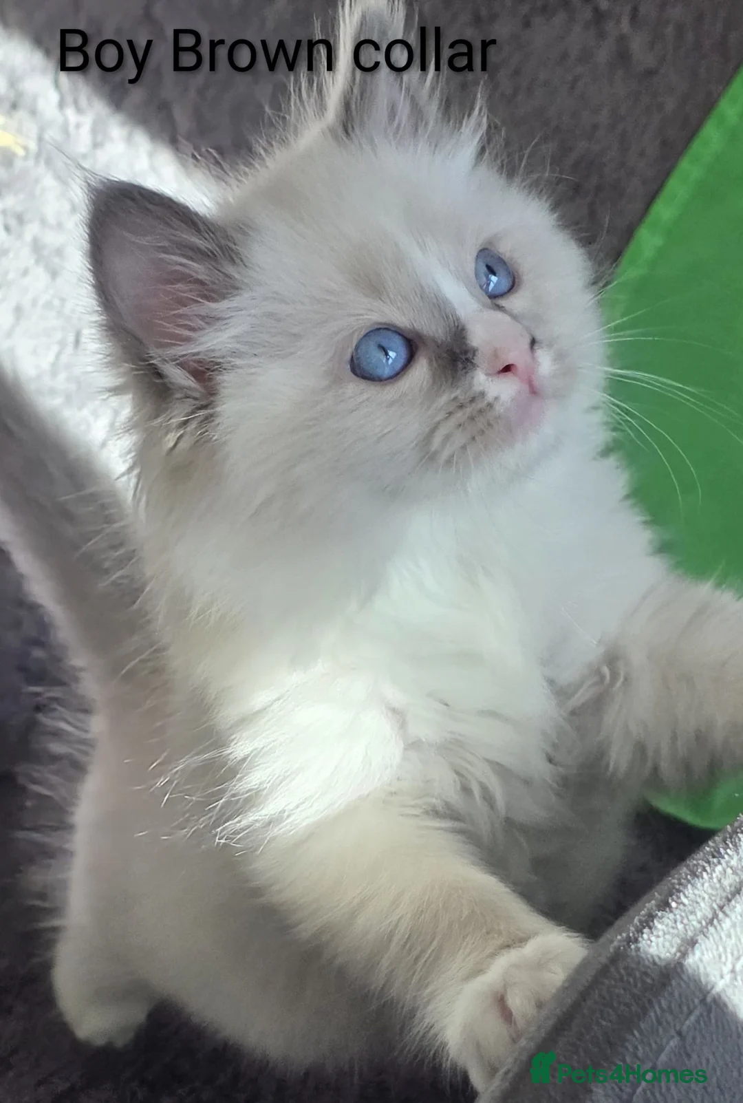 Ragdoll cats for sale: TICA registered Ragdoll kittens  in Bracknell - Advert 30