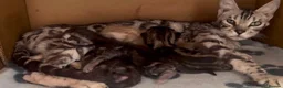 Mixed Breed cats for sale: Torti kitten for sale  - Advert 2