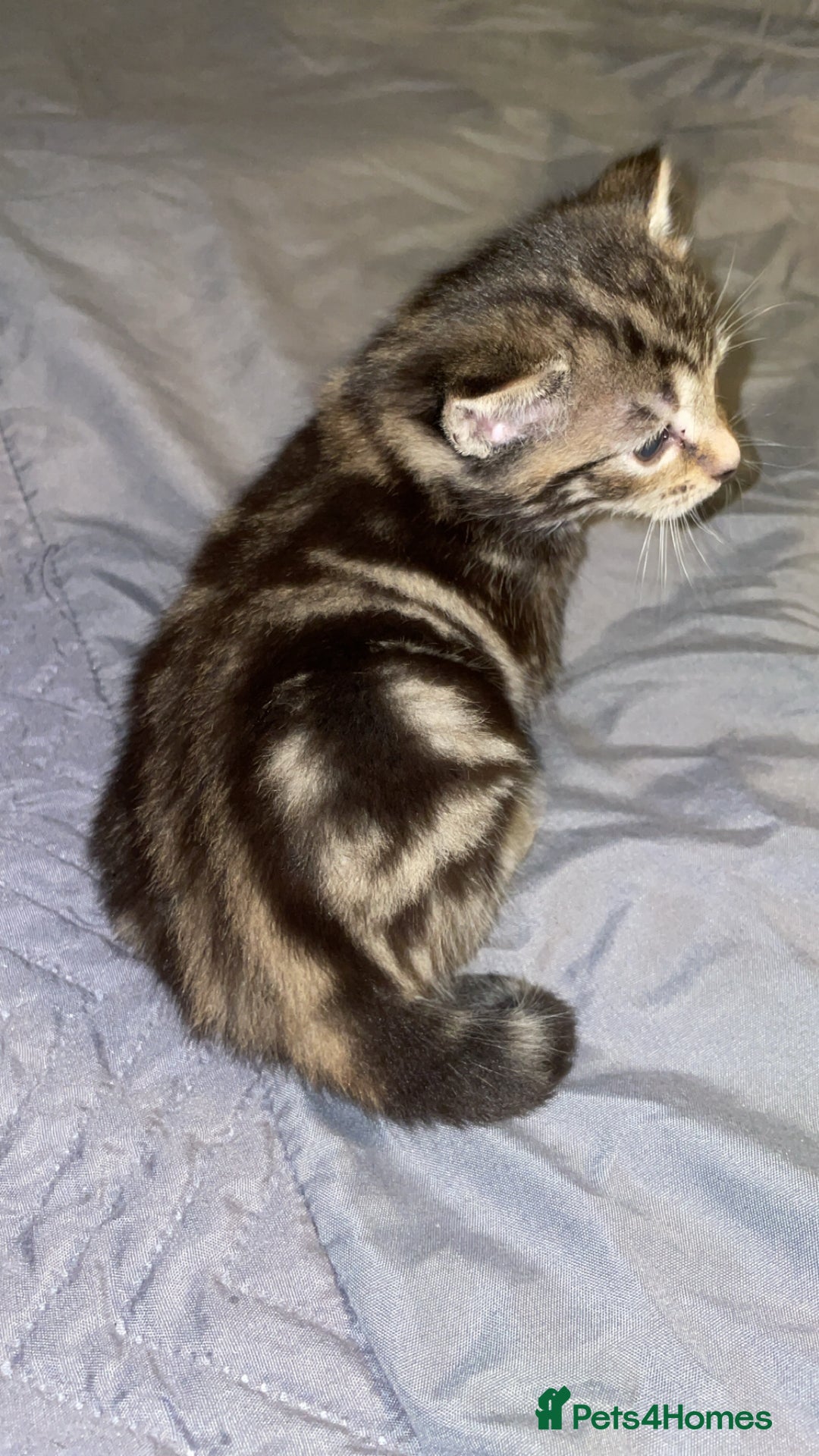 Mixed Breed cats for sale: Kittens For Sale  - Advert 13