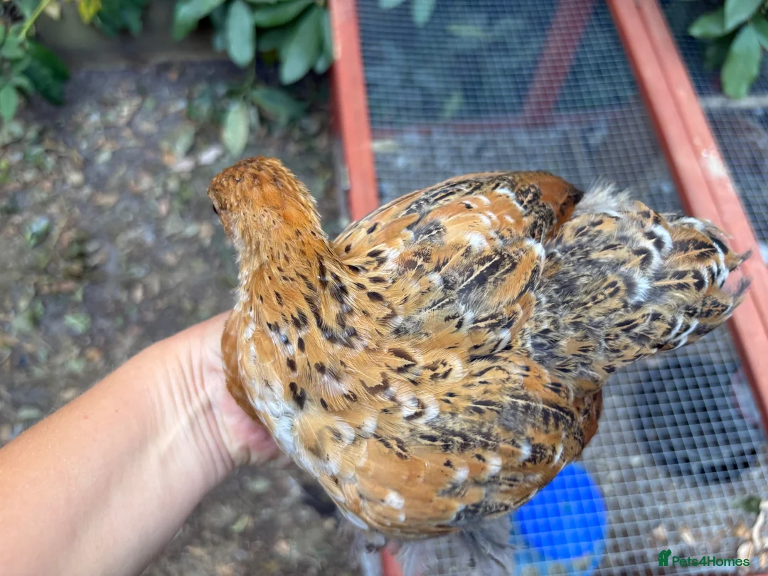 Chickens poultry for sale: Trio bantam pullets  - Advert 6