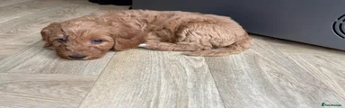 Mini Goldendoodle 2