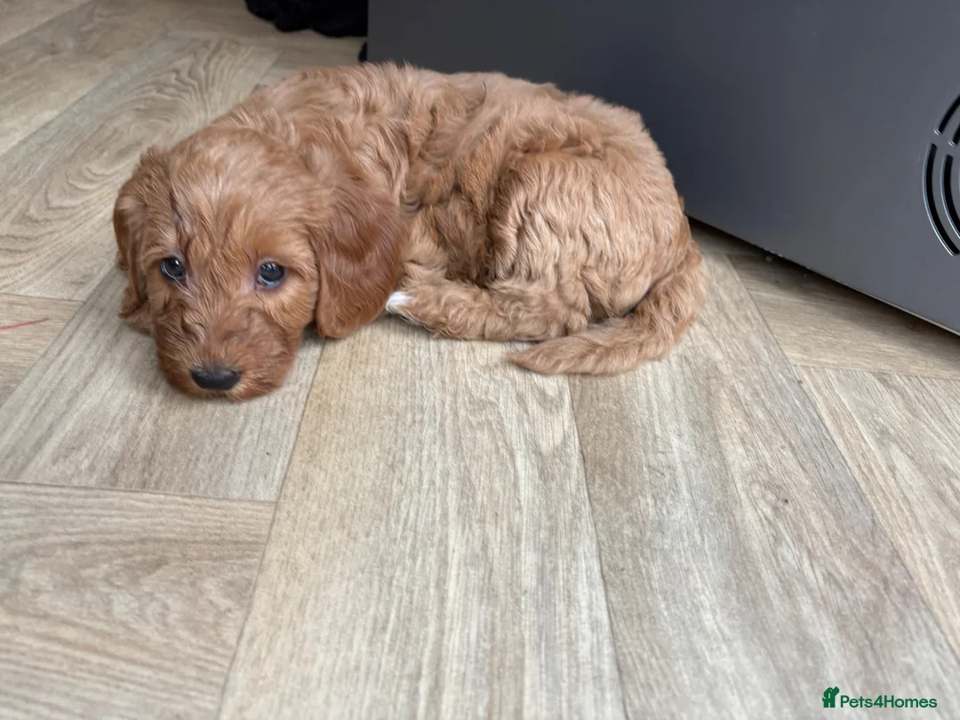 Mini Goldendoodle dogs for sale: Mini goldendoodle - Advert 2
