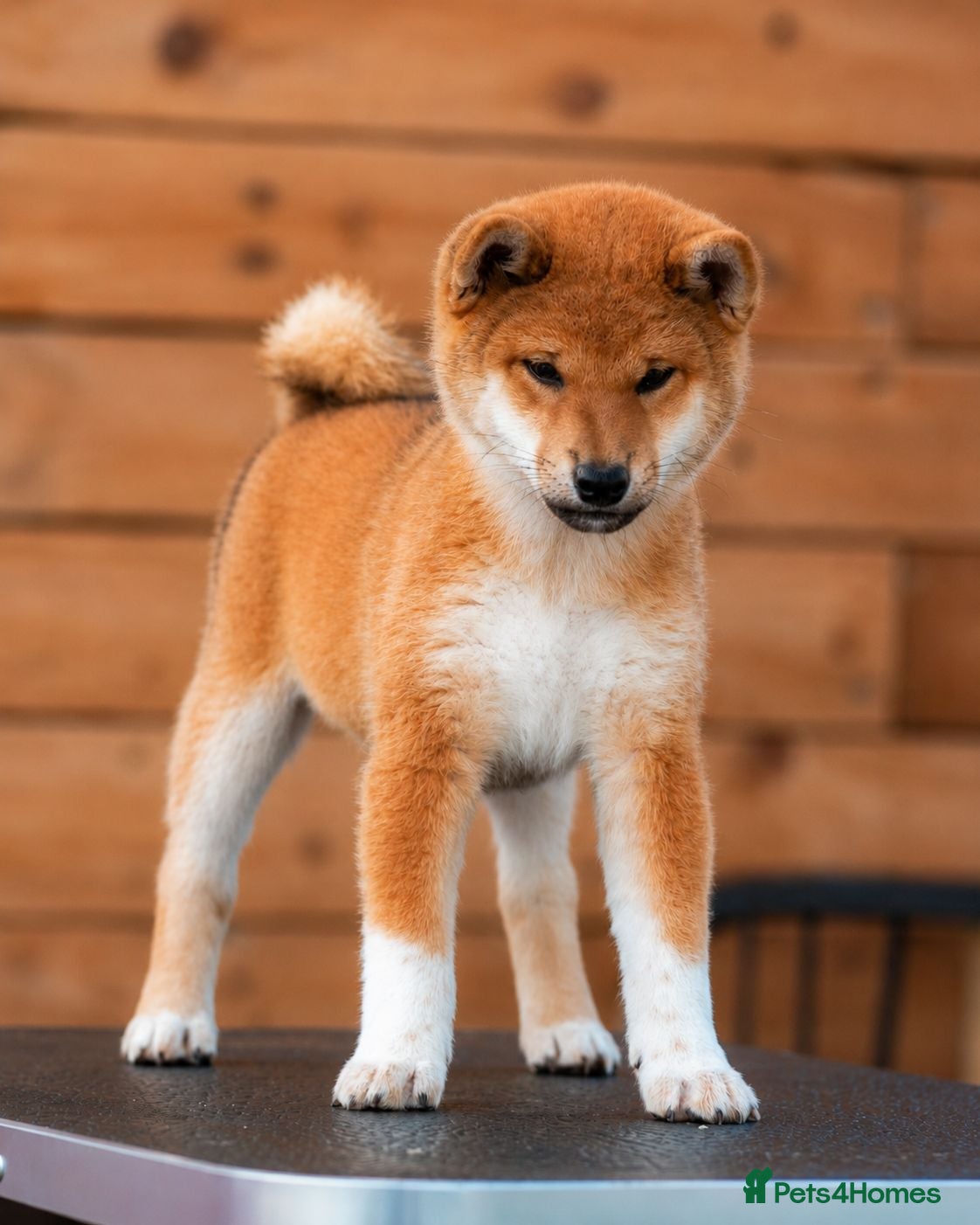 Japanese Shiba Inu dogs Top Quality Japanese shiba inu  - Advert 11