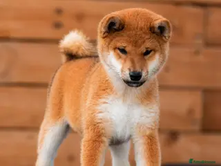 Japanese Shiba Inu dogs Top Quality Japanese shiba inu - Advert 11