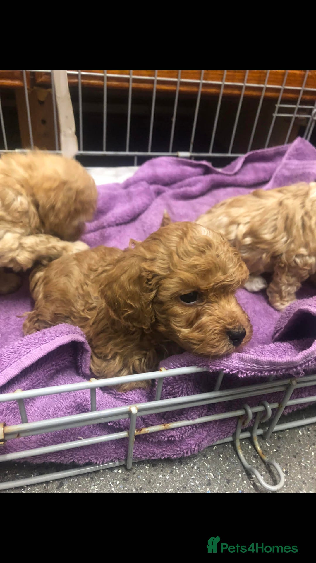 Cavapoo dogs for sale: Cavapoo puppies  - Advert 9