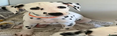 Dalmatian 4