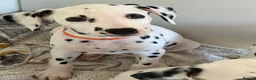 Dalmatian dogs for sale: Dalmatian puppies - Advert 2