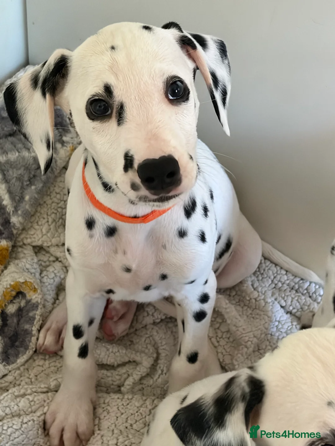 Dalmatian dogs for sale: Dalmatian puppies - Advert 2