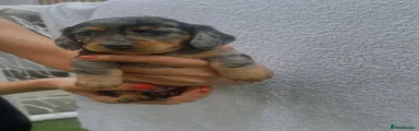 Miniature Dachshund 4