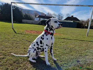 Dalmatian dogs ❤️Exceptional Proven Dalmatian Stud❤️ - Advert 6