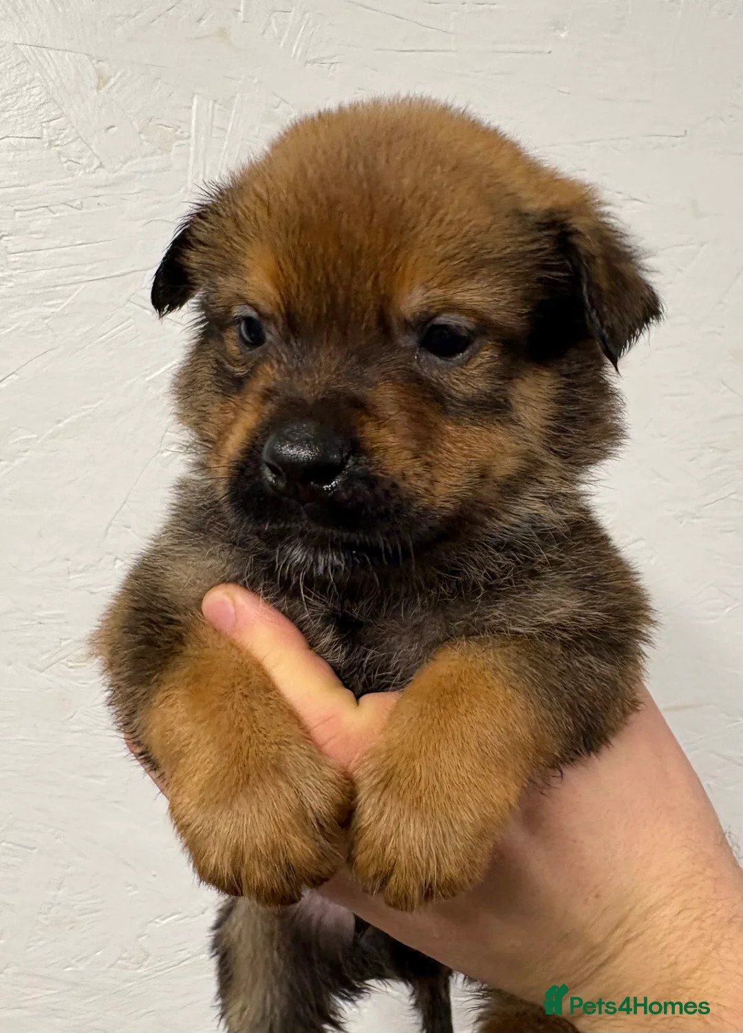 Mixed Breed dogs for sale: Rottweiler x malinois - Advert 14