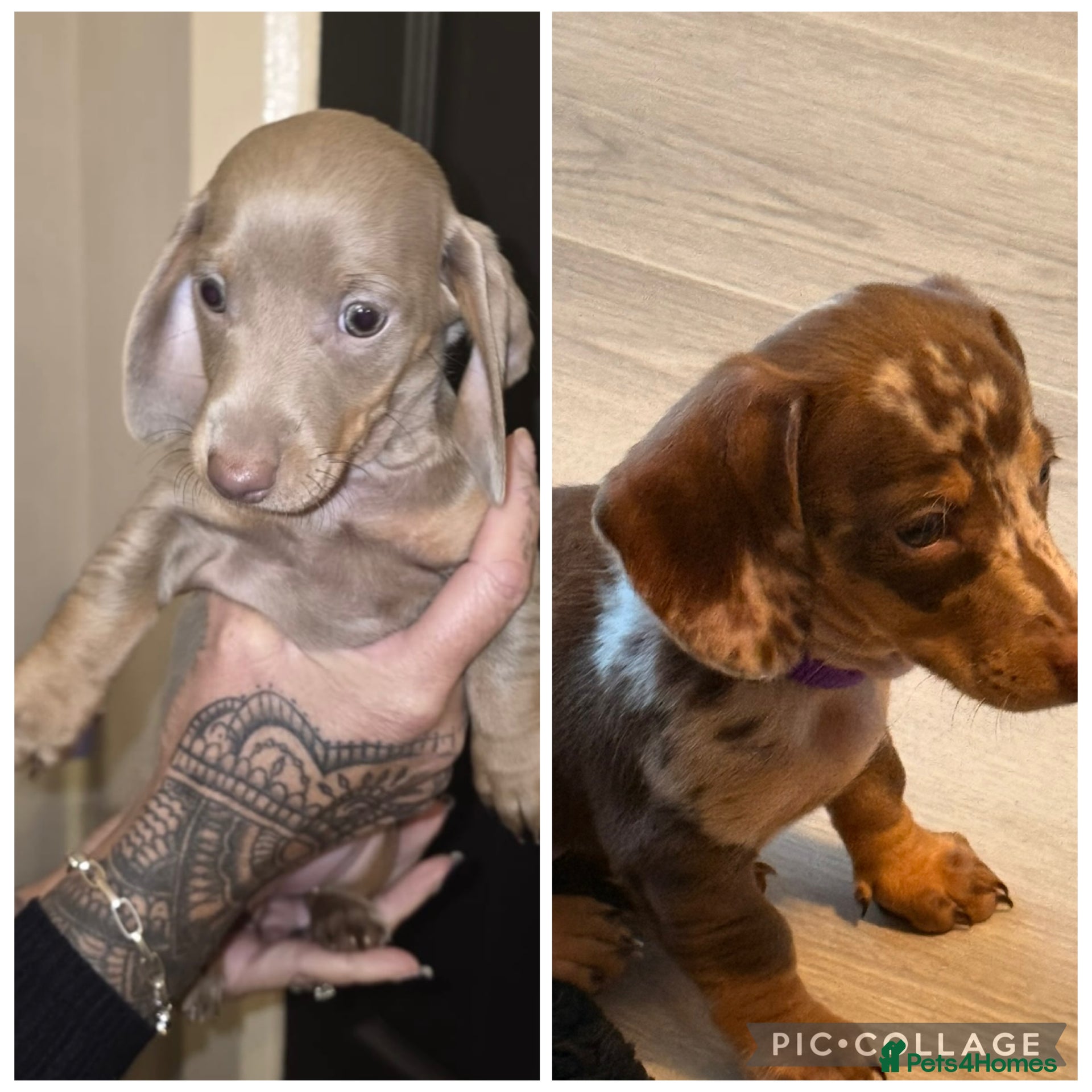 Dachshund dogs Only 2 girls available - ready to go this week !  - Advert 9