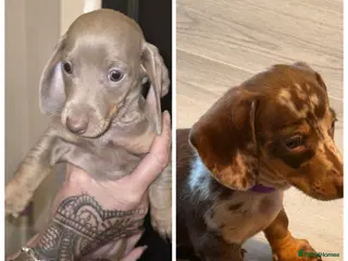 Dachshund dogs Only 2 girls available - ready to go this week ! - Advert 9