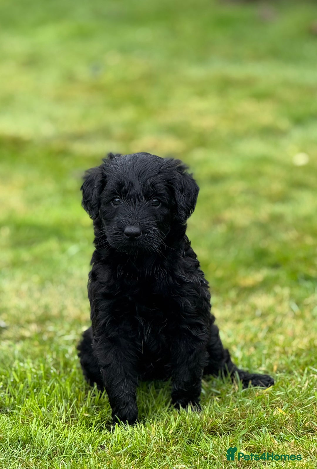 Mixed Breed dogs for sale: 🐾F3 Irish X Australian Labradoodle Puppies  - Advert 28