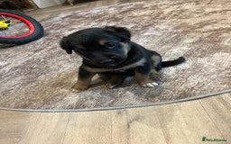 Mixed Breed dogs for sale: Belgian malinois x Anatolian shepherd mix pups 🐶  - Image 13