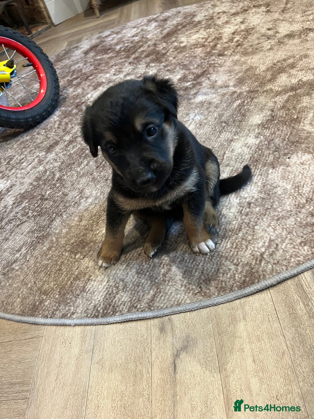 Mixed Breed dogs for sale: Belgian malinois x Anatolian shepherd mix pups 🐶  - Image 13