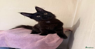 Maine Coon cats Pedigree GCCF Russian Import line Maine Coons - Advert 8