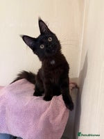 Maine Coon cats Pedigree GCCF Russian Import line Maine Coons - Advert 8