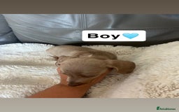 Miniature Dachshund dogs for sale: Miniature dachshund - Image 3