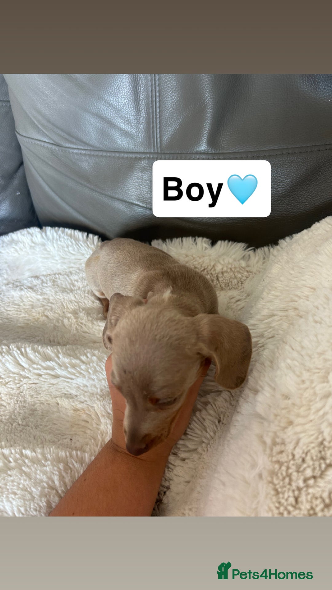 Miniature Dachshund dogs for sale: Miniature dachshund - Image 3