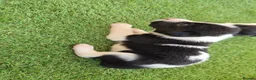 Border Collie dogs for sale: Border collie puppy’s only girls left  - Advert 5