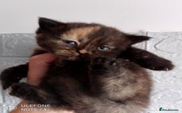 British Shorthair cats for sale: Beautiful exotic British Shorthair  - Advert 3