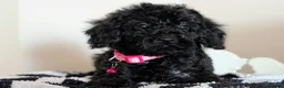 Cavapoochon dogs for sale: Extensively Tested Cavapoochons Fully Vaccinated  - Advert 16