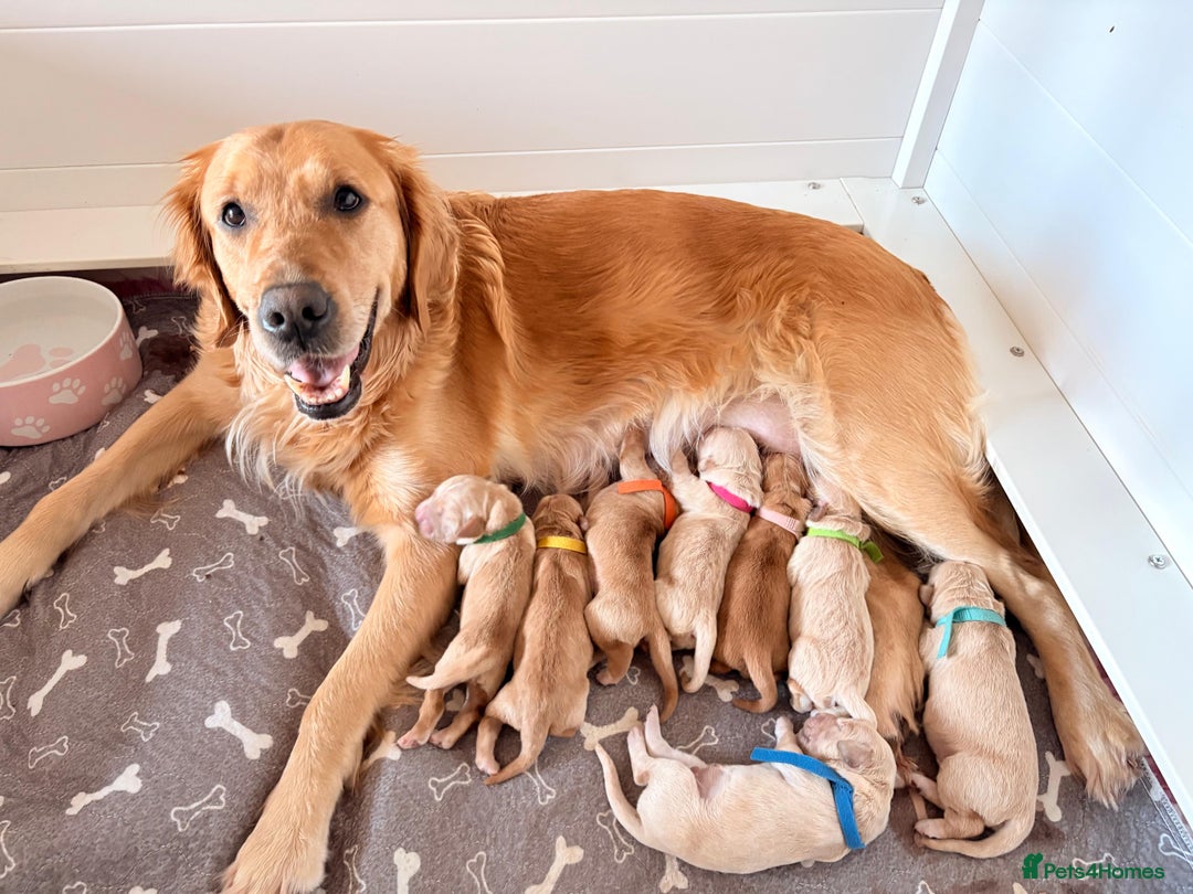Golden Retriever dogs for sale: Golden Retriever Puppies  - Advert 1